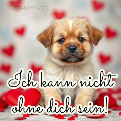 Ich liebe dich süße bilder bild Welpe kostenlos
