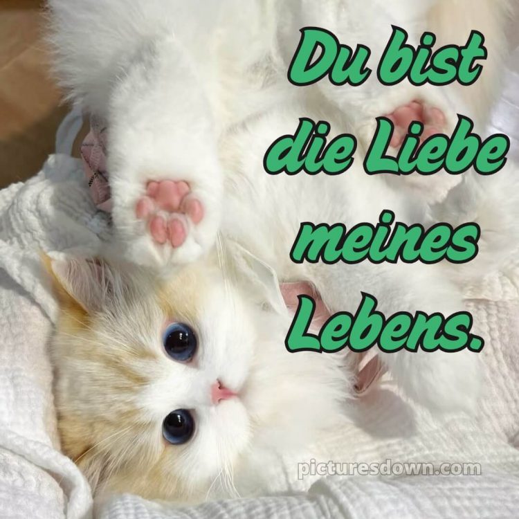 Ich liebe dich süße bilder bild Kätzchen kostenlos