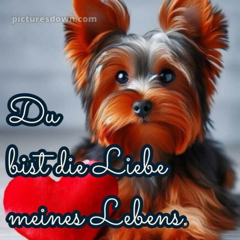 Ich liebe dich süße bilder bild Hund kostenlos