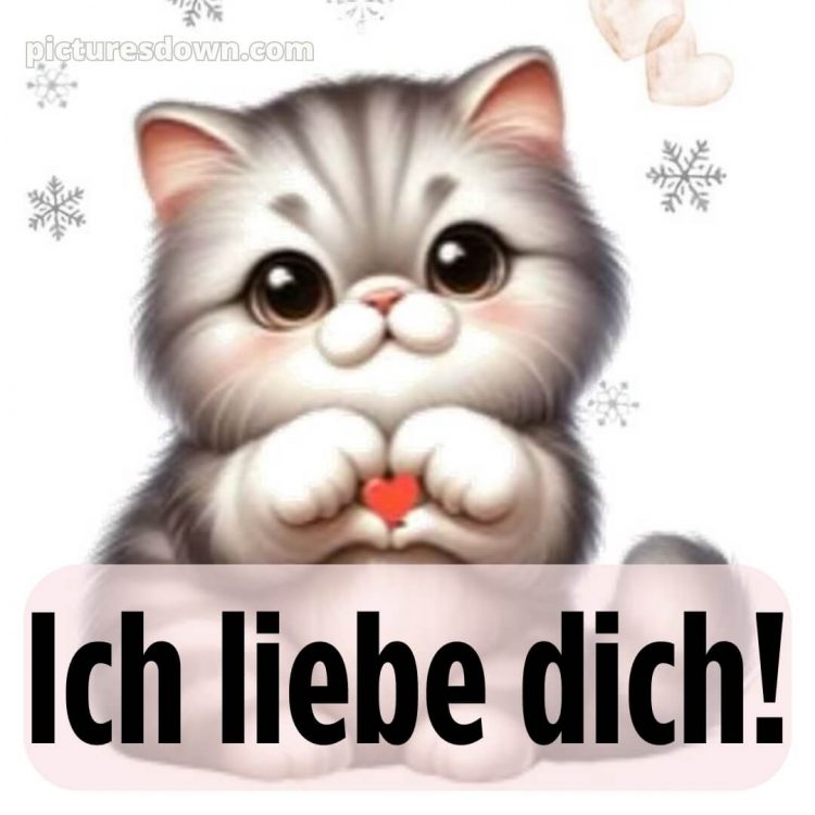 Ich liebe dich über alles bilder bild Katze kostenlos