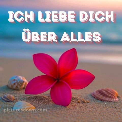 Romantische liebeserklärung ich liebe dich bilder bild Muscheln kostenlos