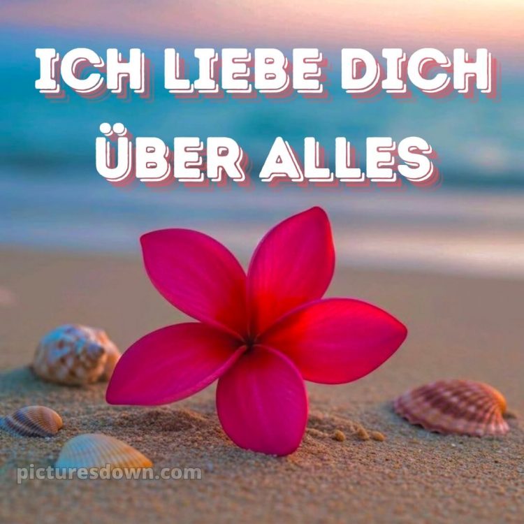 Romantische liebeserklärung ich liebe dich bilder bild Muscheln kostenlos