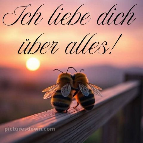Romantische liebeserklärung ich liebe dich bilder bild Bienen kostenlos