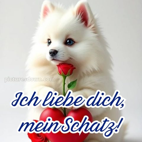 Whatsapp ich liebe dich bilder kostenlos bild Hund kostenlos