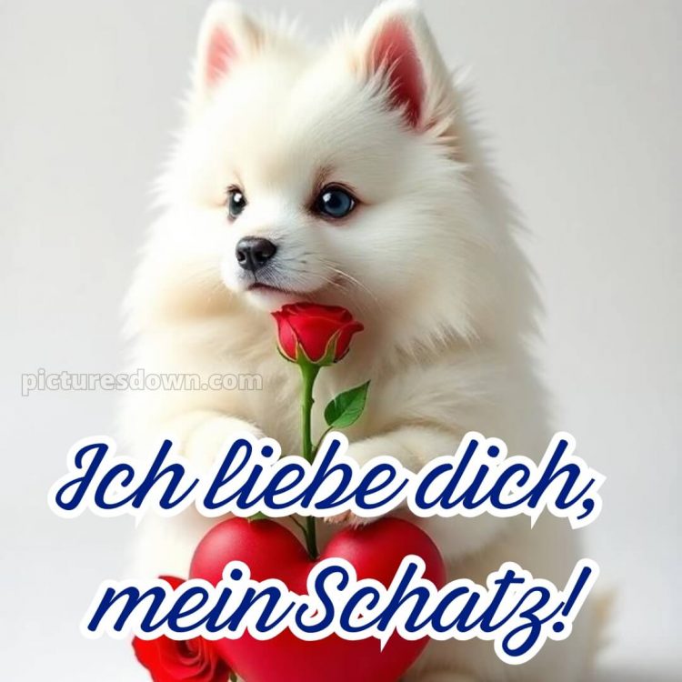 Whatsapp ich liebe dich bilder kostenlos bild Hund kostenlos