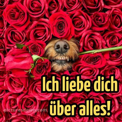 Whatsapp ich liebe dich bilder kostenlos bild Zähne kostenlos
