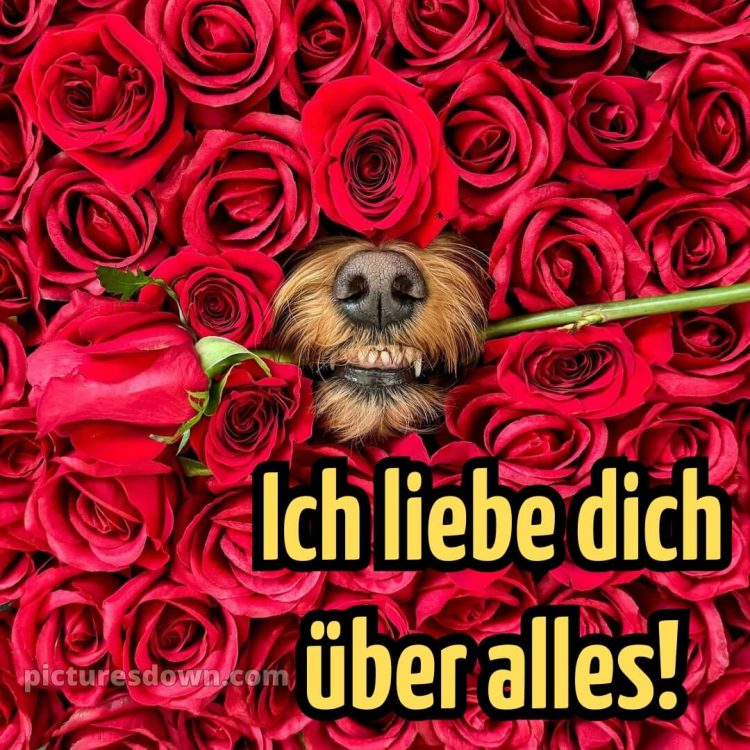 Whatsapp ich liebe dich bilder kostenlos bild Zähne kostenlos