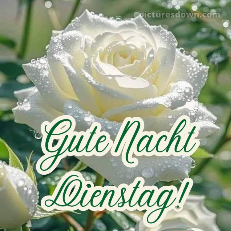 Gute nacht dienstag bild 14 kostenlos