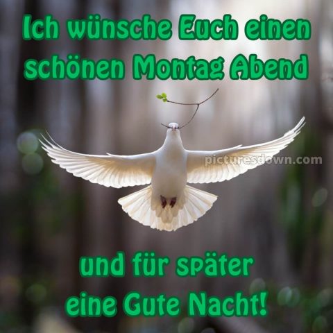 Schönen montag abend und später eine gute nacht bild 9 kostenlos