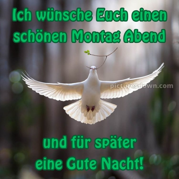Schönen montag abend und später eine gute nacht bild 9 kostenlos