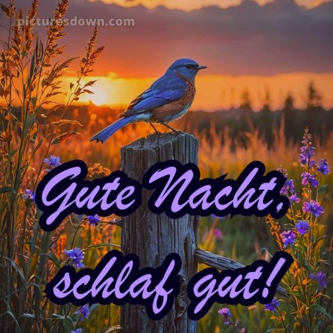 Gute nacht bilder mittwoch bild 4 kostenlos