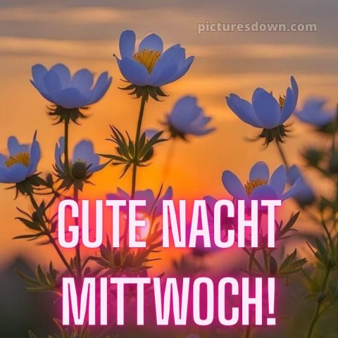 Gute nacht bilder mittwoch bild 8 kostenlos