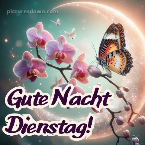 Gute nacht dienstag bilder bild 11 kostenlos