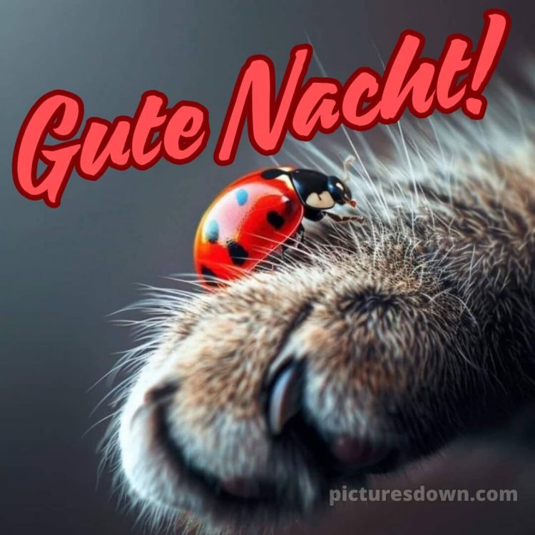 Gute nacht freitag bild 10 kostenlos