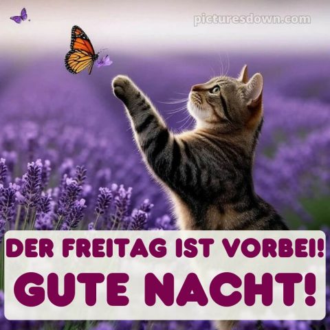 Gute nacht freitag bilder bild 15 kostenlos