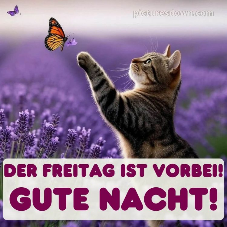 Gute nacht freitag bilder bild 15 kostenlos