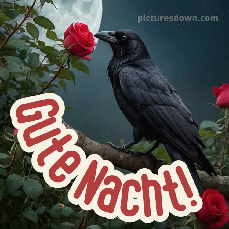 Schönen mittwoch abend und später gute nacht bild 8 kostenlos