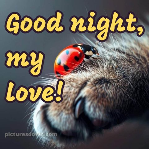 Good night love picture 6 free download