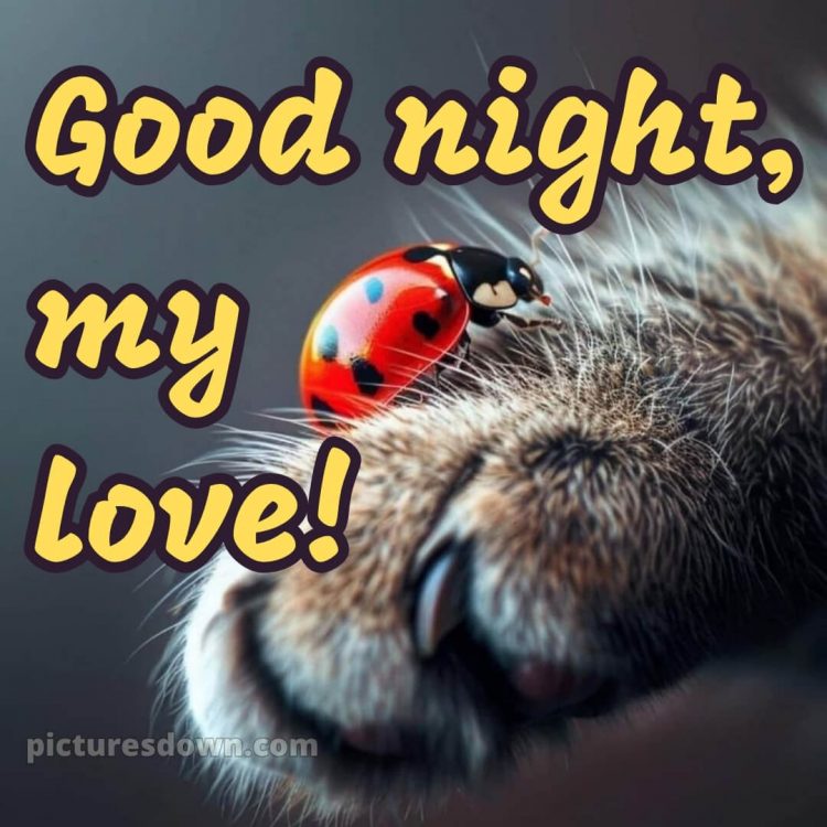 Good night love picture 6 free download