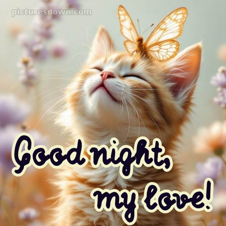 Good night my love images picture 8 free download