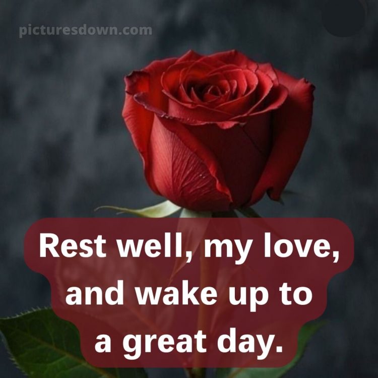 True love love good night rose picture 1 free download