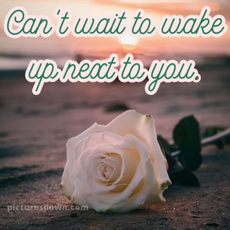 True love love good night rose picture 9 free download