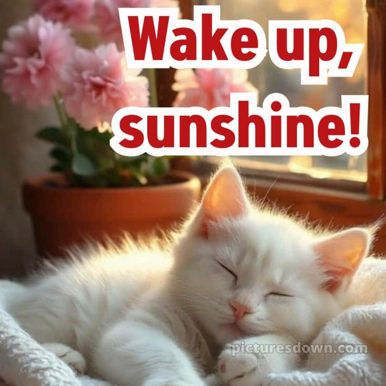 Good morning images romantic picture 2 free download