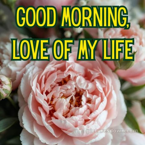 Love romantic good morning flowers picture 5 free download