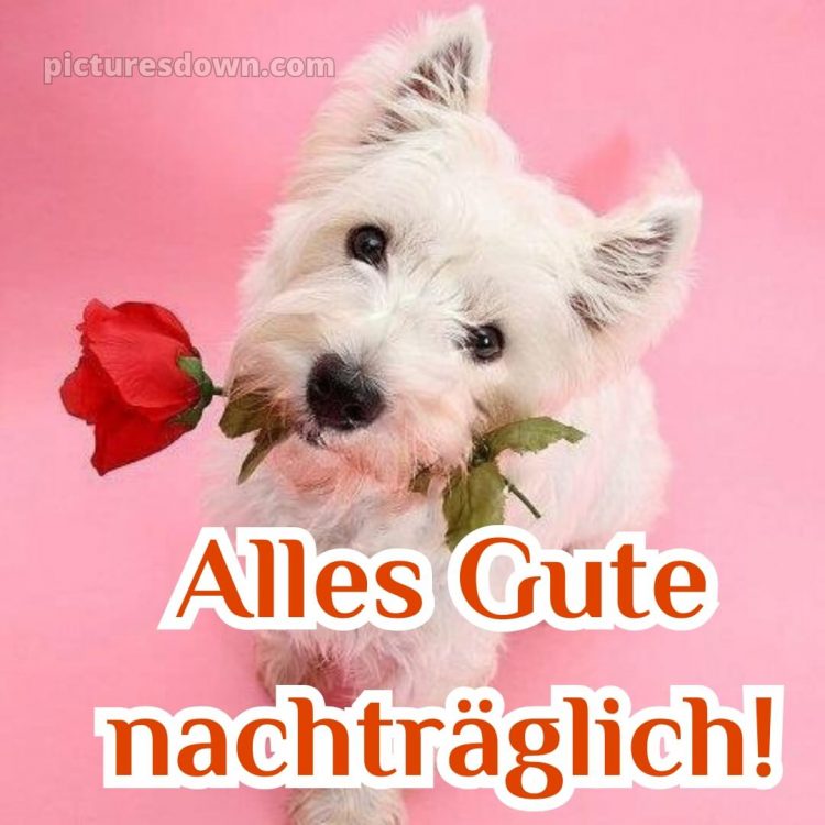 Nachträglich alles gute zum geburtstag bilder bild 15 kostenlos