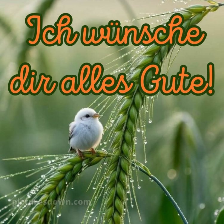 Ich wünsche dir alles gute bild 17 kostenlos