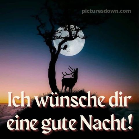 Ich wünsche dir eine gute nacht bild 11 kostenlos