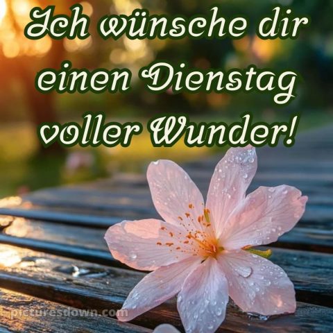 Ich wünsche dir einen schönen dienstag bild 1 kostenlos