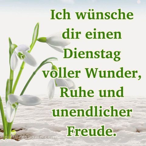Ich wünsche dir einen schönen dienstag bild 3 kostenlos