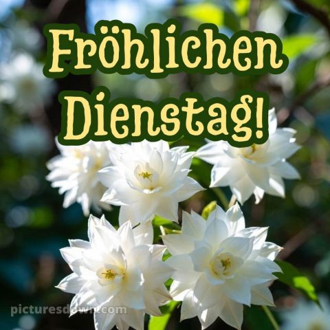 Ich wünsche dir einen schönen dienstag bild 5 kostenlos