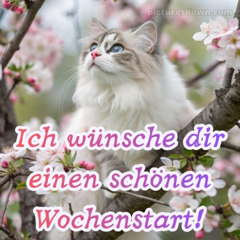 Ich wünsche dir einen schönen wochenstart bild 4 kostenlos