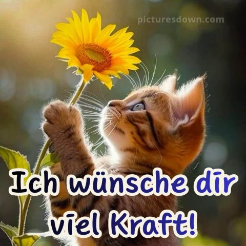 Ich wünsche dir kraft sprüche bild 12 kostenlos